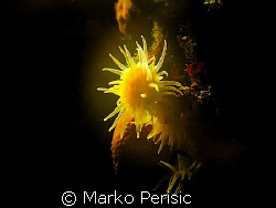 Yellow Solitary Coral at a depth of 55m Komiza Vis. by Marko Perisic 
